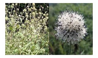 Dipsacus Inermis Plants In Kashmir