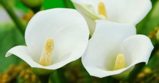 What To Do When Your Calla Lilies Droop
