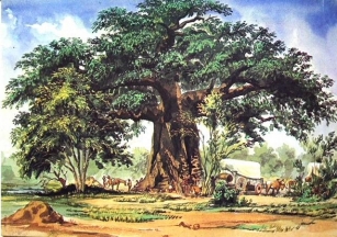 Baines Baobabs In Botswana