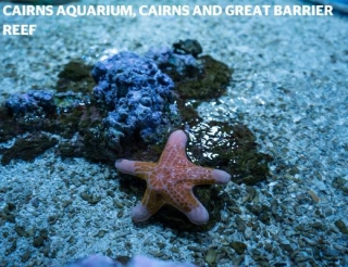 Cairns Aquarium Named Number One