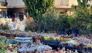 Los Angeles For Plant Lovers