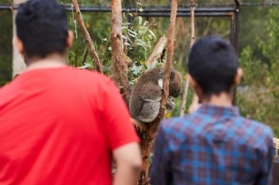 Drop The Bear: Why You Shouldn’t Cuddle A Koala