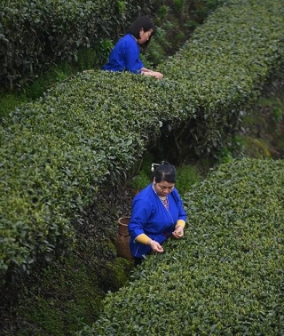Thriving Tea Industry Injects Vitality Into Town In Guangxi