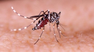 Cientistas Desenvolvem Armadilha Para Combater O Mosquito Da Dengue