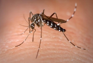 Existe Sangue Preferido Pelo Aedes? Picada De Mosquito E O Grupo Sanguíneo