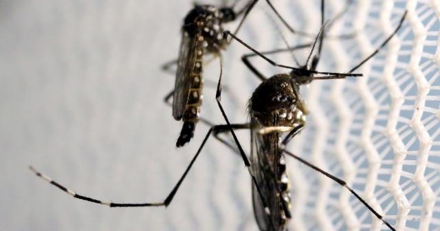 Brasil supera casos de dengue de 2023