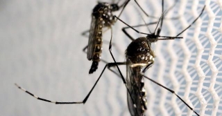Brasil Supera Casos De Dengue De 2023