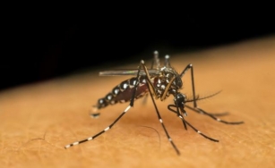Brasil Bate Recorde Com 1.116 Mortes Por Dengue Em 2024