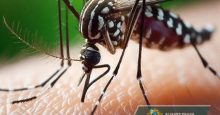 Brasil Registra Mais De 1 Milhão De Casos De Dengue Em 2024; Mortes Chegam A 214