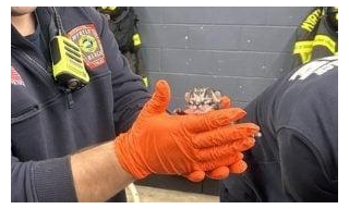 Firefighters Rescue Four Newborn Kittens Found In Firetruck