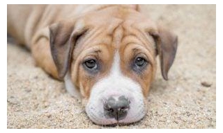 SIGN: Stop Importing Mutilated, Sick, And Infant Puppies & Kittens Into The UK