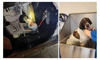Dog Rescued After Spending Weekend Trapped In Grain Storage Bin Filled With Garbage & Water