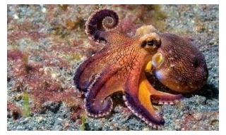 VICTORY! Octopus Farming Is Now Prohibited In Washington