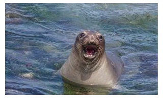 Heroic Bull Seal Saves Crying Baby Seal From Drowning At Sea