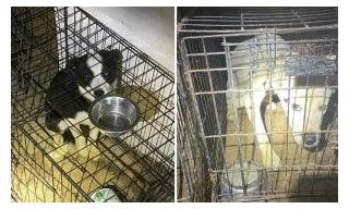 SIGN: Justice For Animals Found Caged, Malnourished, And Dead