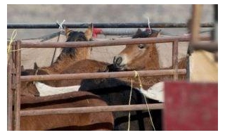 SIGN: Urge Congress To Reject Painful & Cruel Permanent Sterilization Of Wild Horses
