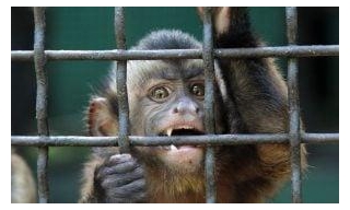 SIGN: Stop Research Monkey Breeding Farm In Georgia