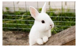 VICTORY! New Washington Law Bans The Sale Of Cosmetics Tested On Animals