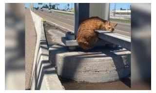 Stranded Cat Rescued From Expressway Median By Kind TX Transportation Worker