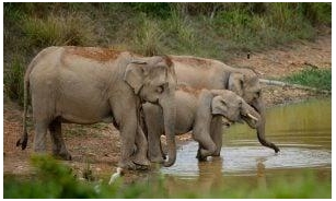 Bangladesh Has Just Outlawed Wild Elephant Capture