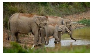 Bangladesh Has Just Outlawed Wild Elephant Capture