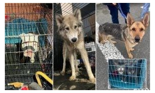 SIGN: Justice For Dogs And Cats Stolen, Starved, And Forced To Live In Filth