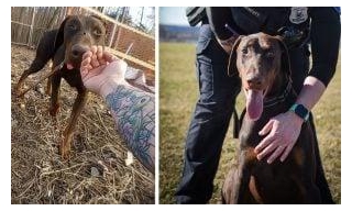 Dog With Zip-Tied Snout Adopted By Rescuing Officer