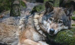 SIGN: Justice for Wolf Run Down by Snowmobile, Tortured, and Killed at Wyoming Bar