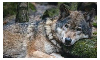 SIGN: Justice For Wolf Run Down By Snowmobile, Tortured, And Killed At Wyoming Bar