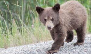 Victory! Canada Bans Horrific Poison Used to Kill Bears and Wolves in Wildlife Management