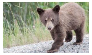 Victory! Canada Bans Horrific Poison Used To Kill Bears And Wolves In Wildlife Management