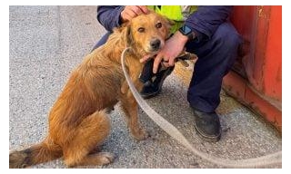 Coast Guard Rescues Dog Trapped In Shipping Container For A Week