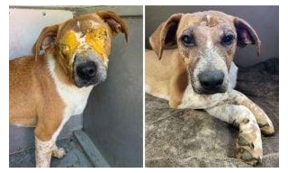 SIGN: Justice For Dog Whose Eyes Were Cruelly Covered In Spray Foam