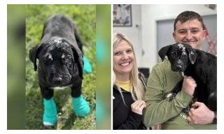 Brave Puppy Burned In House Fire Adopted By Firefighter