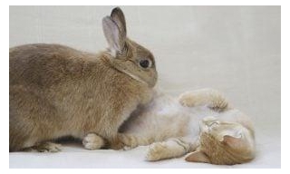 Rescued Rabbit Becomes Foster Mom To Kittens