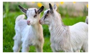 Goat Farmers Turn Dairy Farm Into Goat Sanctuary
