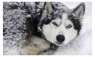 SIGN: End The Cruel Iditarod Race That Drives Dogs To Injury And Death