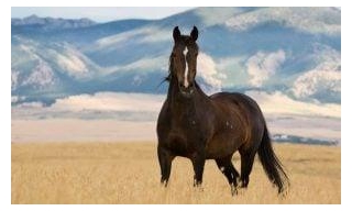 Progress For Wild Horses: BLM Budget For Cruel Roundups Cut By Congress