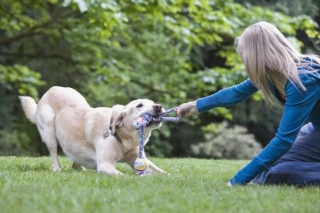 From Leash Pulling To Perfect Heel: How To Address Common Dog Training Challenges