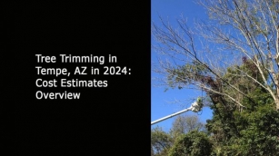 Tree Trimming In Tempe AZ In 2024: Cost Estimates Overview