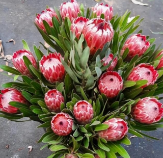 Discover The Charm Of Pink Ice Proteas For A Contemporary Wedding Aesthetic