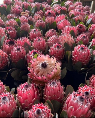 Exploring The Depth Of Queen Proteas In Symbolic Floral Design