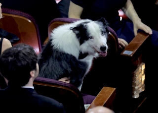 ‘Anatomy Of A Fall’s Messi The Dog Became The Subject Of A Bizarre Conspiracy That A ‘Lookalike’ Actually Attended The Oscars