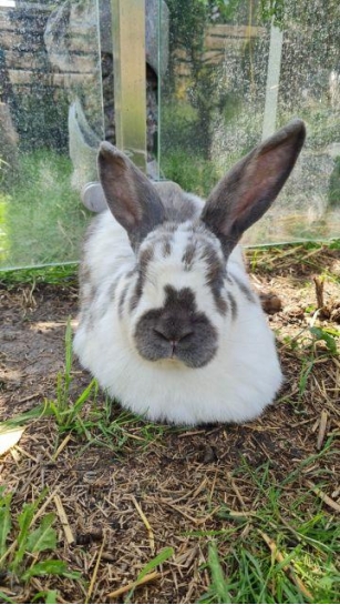 Nessquick: Ein Kaninchen Mit Einer Zweiten Chance Auf Ein Glückliches Leben