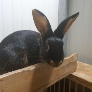 Lilos Reise: Die Suche Nach Einem Glücklichen Kaninchen-Zuhause