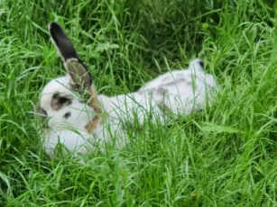 Die Bewegende Geschichte Von Kaninchen Elli: Der Weg Zur Heilung