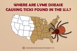 Lyme Disease In Dogs: Symptoms, Treatment, And Prevention