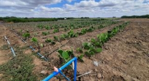 Compesa Executa Projeto Para Reúso De água De Esgoto Na Agricultura