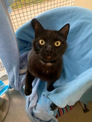 RSPCA Kent Charity Struggles To Rehome Black Cats: Takes 3x Longer Than Others