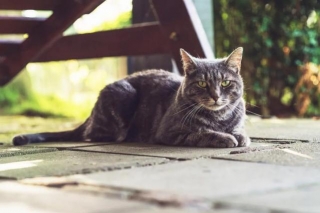 Purrfect Paradise: Design Tips For A Stylish & Secure Cat Garden